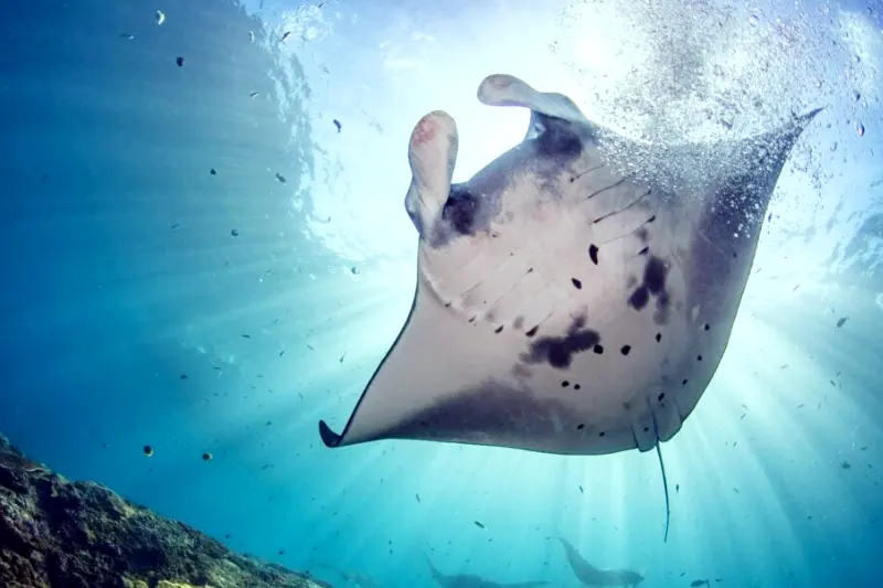 Manta Rai Nusa Penida